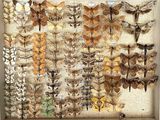 many different types of moths displayed in a shadow box