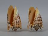 two seashells that are sitting on a clear stand