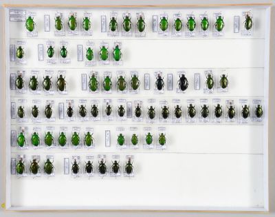 de nombreux insectes verts exposés dans un cadre blanc