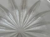 a close up of a glass plate with a leaf design