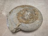 a fossil like object on a table with a brown background