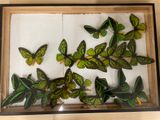 a picture of a display of butterflies in a wooden frame