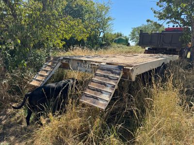 un chien qui se tient dans l'herbe près d'un camion