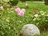un chat assis dans l'herbe près de quelques fleurs