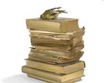 a bird that is sitting on top of a stack of books