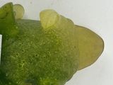 a green toy fish with a tag attached to it