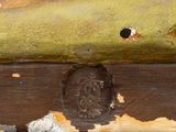 a close up of a piece of wood with a piece of wood sticking out of it