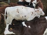many cows that are standing in the hay together