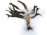 an image of a bird head with feathers on it ' s head