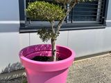 un petit arbre dans un pot rose devant un immeuble