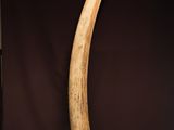 an elephant ' s tusk is displayed on a table next to a bottle of wine