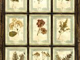 une photo encadrée représentant une collection de fleurs et de feuilles pressées