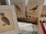 three framed pictures of birds in a box on a table