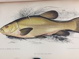 a picture of a fish that is sitting on a table