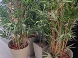 many potted plants that are sitting on a table