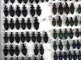 a lot of beetles that are on display in a glass case
