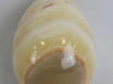 a shell with a white stripe on it on a white surface