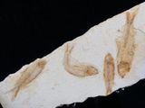 two fossil fish on a piece of paper with a black background