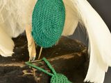 a bird that is sitting on top of a hat