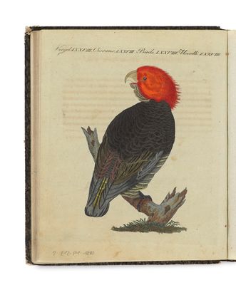 un oiseau perché sur un livre