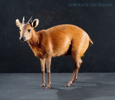 a deer that is standing in front of a black background