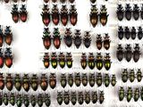 a lot of beetles that are hanging on the wall
