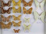 de nombreuses espèces différentes de papillons de nuit exposées dans une vitrine