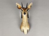 une tête d'antilope accrochée au mur d'une pièce