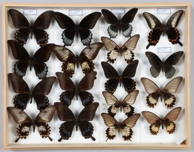 de nombreux papillons disposés dans un cadre en bois