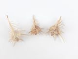 trois coquillages posés sur une surface blanche