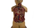 une image représentant un modèle de torse humain et un torse avec ses organes