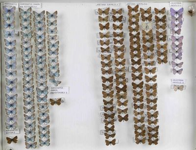 de nombreux papillons exposés dans une vitrine accrochée au mur