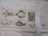 un vieux livre sur lequel sont représentés plein de poissons