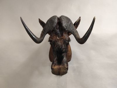 une image représentant une tête de taureau accrochée au mur