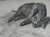 un dessin représentant un sanglier couché par terre