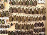 a lot of bugs that are hanging on the wall