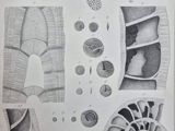 une image représentant un dessin de différents types de coquillages et de coquilles
