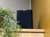 a plant that is sitting on top of a wooden shelf