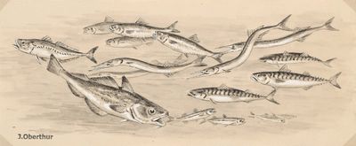 dessin représentant un groupe de poissons nageant dans un plan d'eau
