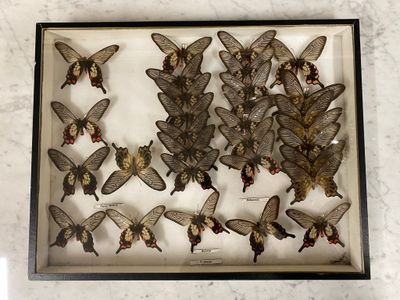 a picture of a display of moths in a glass case