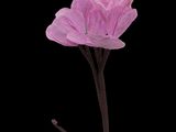 photograph of a single pink flower on a stem against a black background