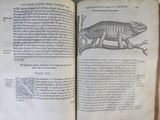 an open book with a lizard on it sitting on top of a table