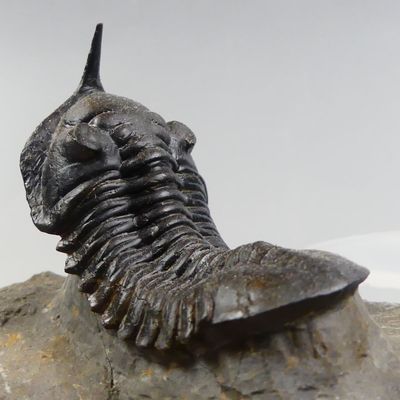 Fossiles de collection. Trilobite cambré au long rostre fine…