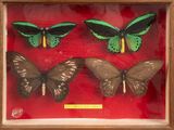 three green and black butterflies in a wooden frame on a red background
