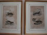 Deux photos d'animaux encadrées sont accrochées au mur.