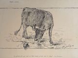 a drawing of a cow eating grass in a field