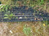 une grille métallique d'où poussent des plantes
