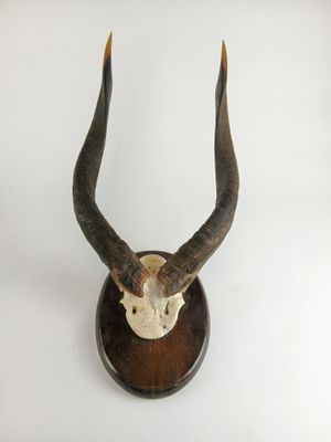 une tête d'antilope fixée sur un socle en bois, sur fond blanc
