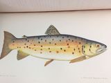 a drawing of a fish on a page of a book