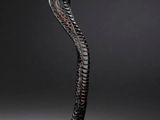 a black and white photo of a cobra statue on a black background